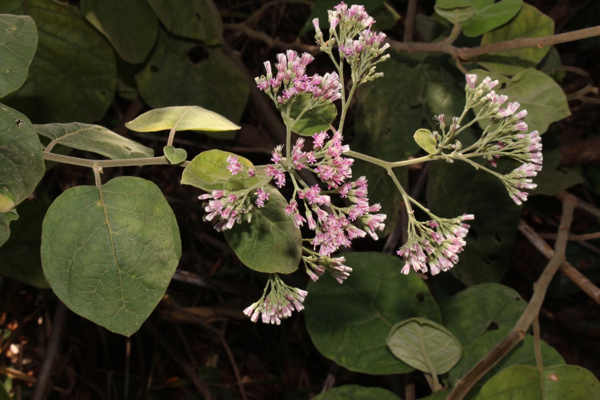 Vernonia solanifolia